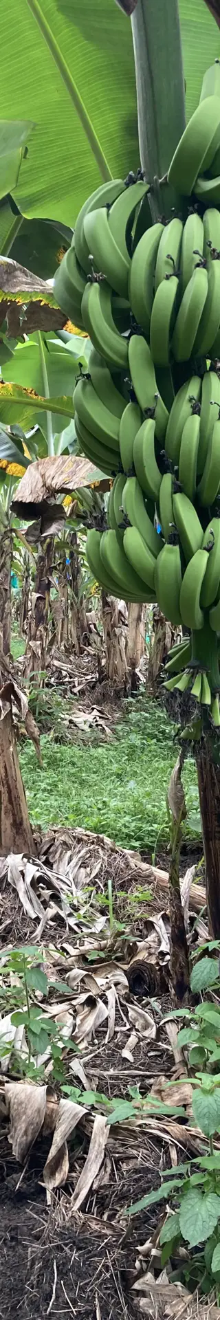 Besuch auf einer Bananenfarm